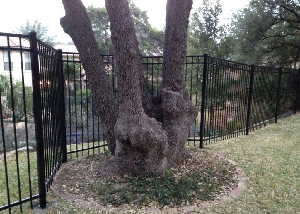 Custom ornamental steel fence built around existing landscape features